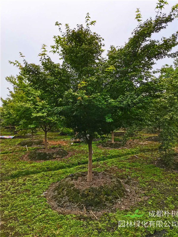 青枫、红枫、鸡爪槭如何区分？