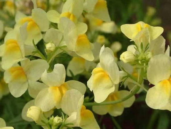 姬金鱼草的花语是什么？