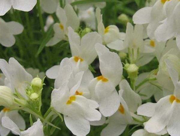 姬金鱼草有几种颜色？