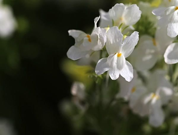 姬金鱼草有毒吗？有哪些功效与作用？