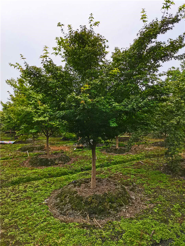 青枫、红枫、鸡爪槭如何区分？