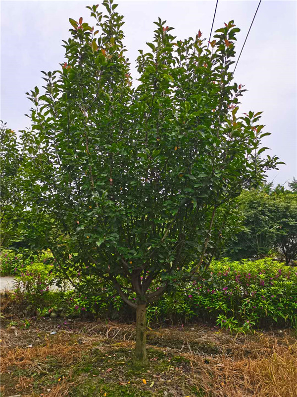 北美海棠哪些结果？