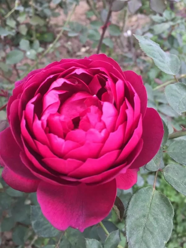 秋日胭脂月季优缺点有哪些？