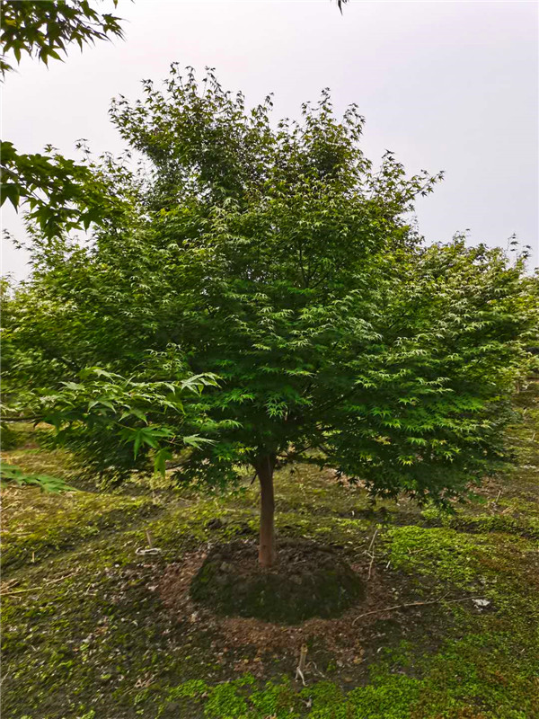 鸡爪槭、红枫如何区分？