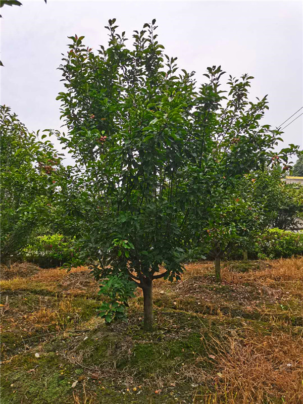 北美海棠适宜生长哪些地区？