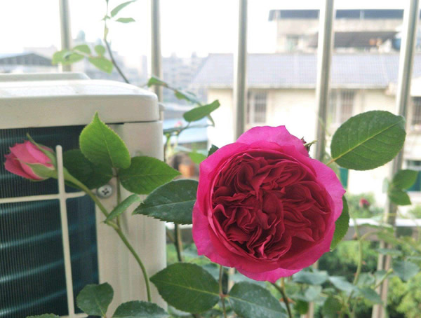 秋日胭脂月季养殖修剪方法是怎样的？