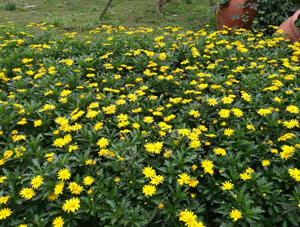 黄金菊的功效与作用有哪些？