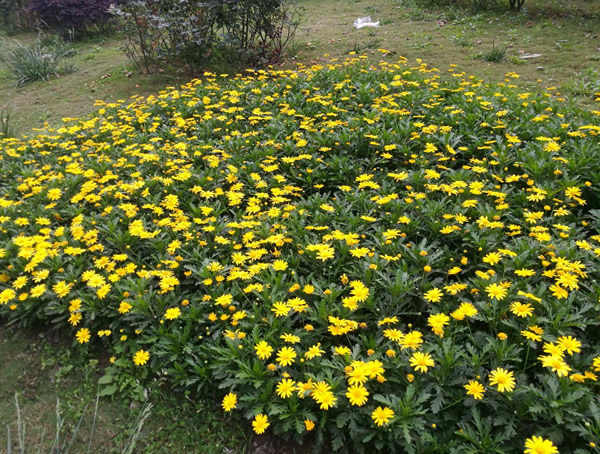 黄金菊的养殖方法和注意事项有哪些？