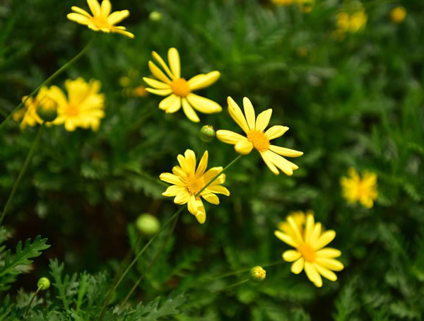 黄金菊为什么叶子枯萎了？