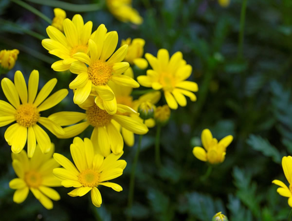 黄金菊一年开几次花？花期是什么时候？