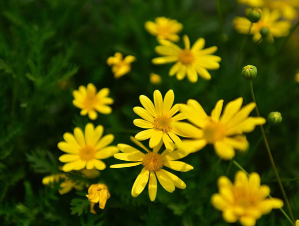 黄金菊如何修剪最好看？