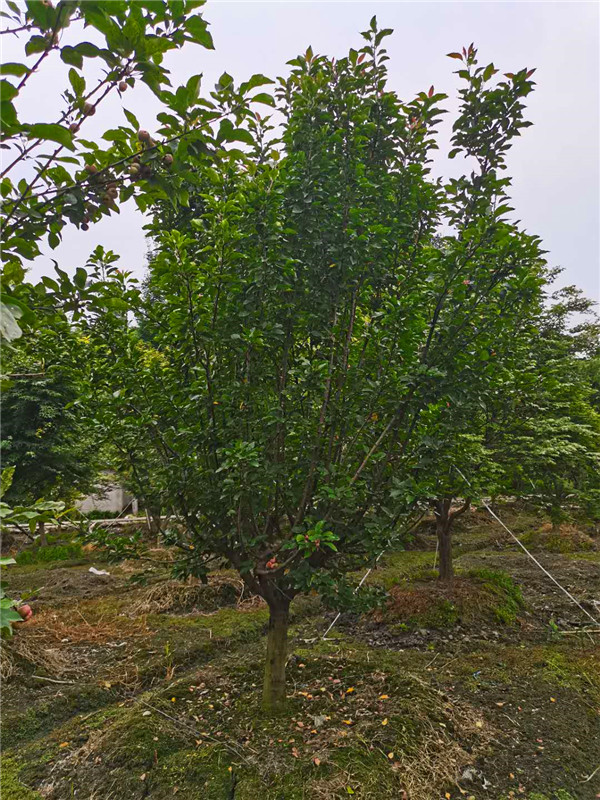 北美海棠品种有哪些颜色？