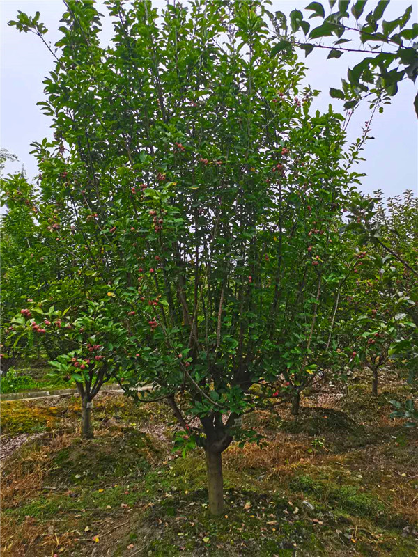 北美海棠和西府海棠怎么区分？