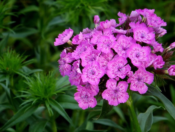 须苞石竹花语是什么意思？有哪些寓意和象征意义？