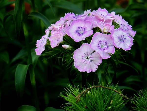 须苞石竹的种植方法有哪些？
