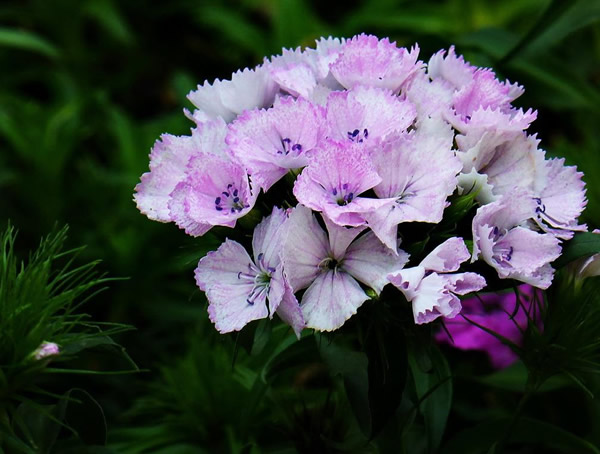 须苞石竹开花后怎么修剪？