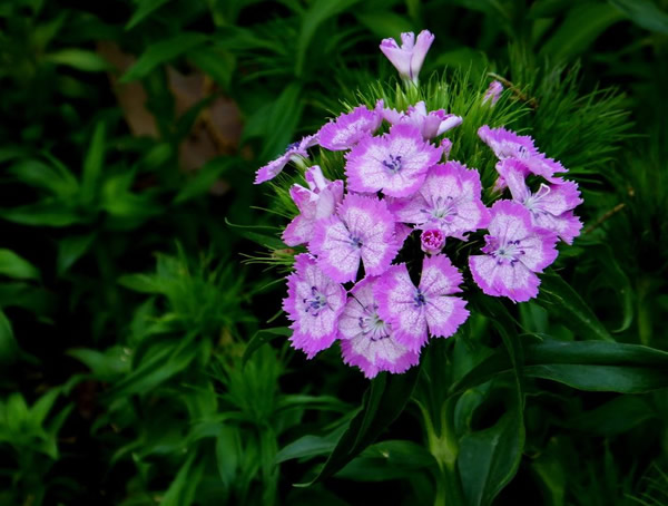 须苞石竹的花期是什么时候？