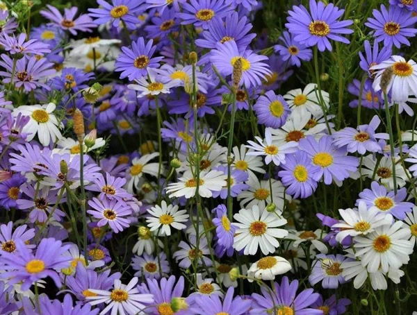 五色菊的种植方法有哪些？