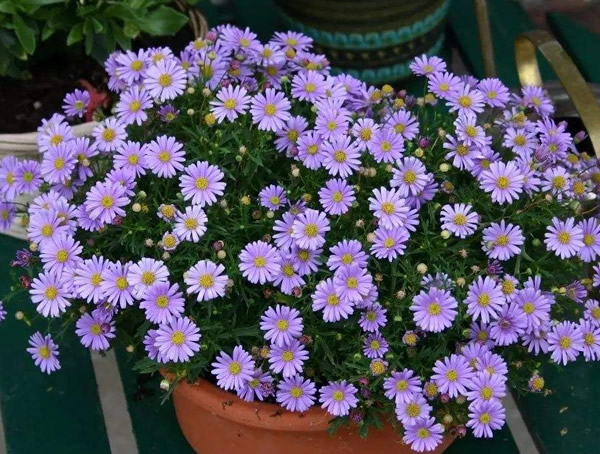 五色菊什么时候播种最好？