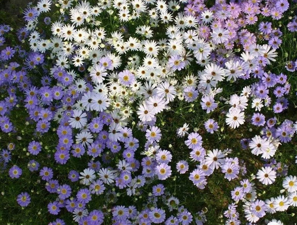 五色菊什么时候开花？花期是几月？