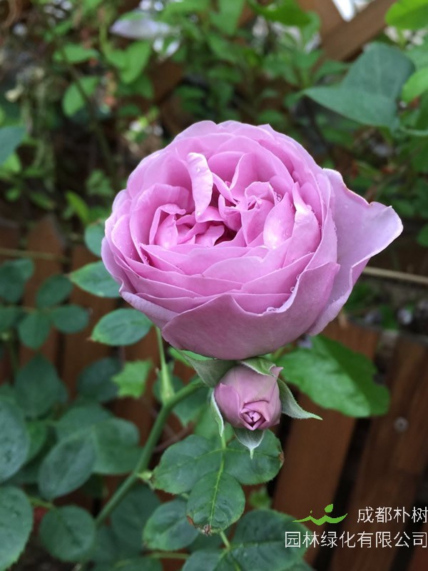 秋日胭脂月季是藤本还是灌木植物？