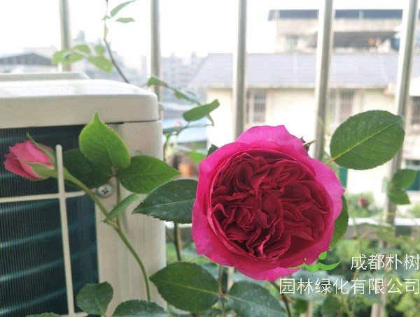 秋日胭脂月季养殖修剪方法是怎样的？