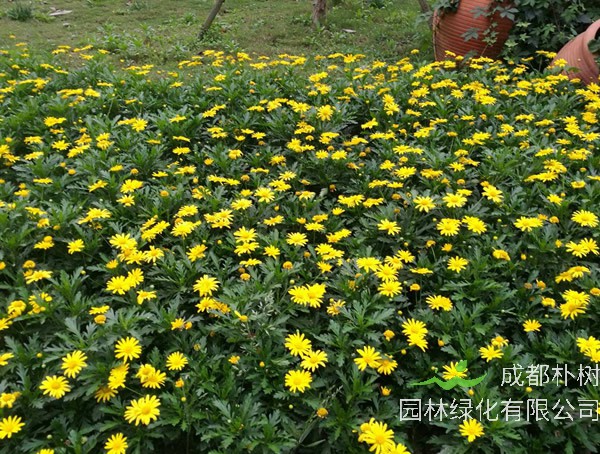 黄金菊的功效与作用有哪些？