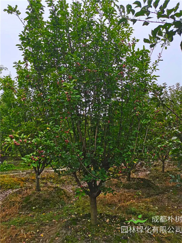 北美海棠和西府海棠怎么区分？