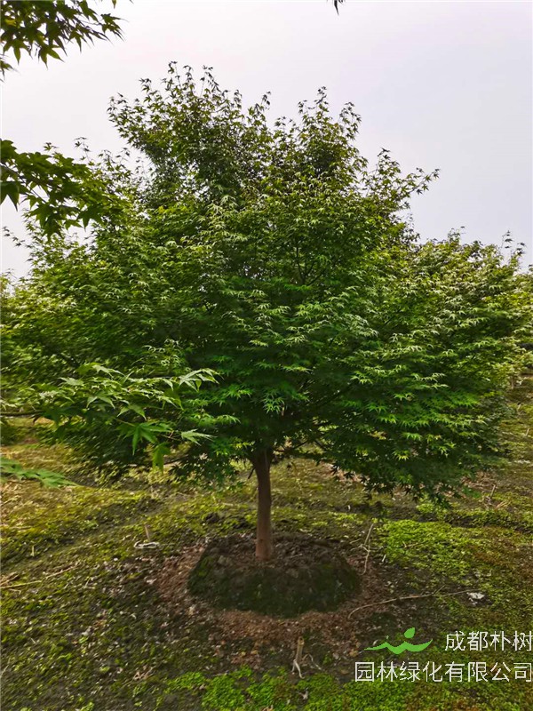 鸡爪槭、红枫如何区分？