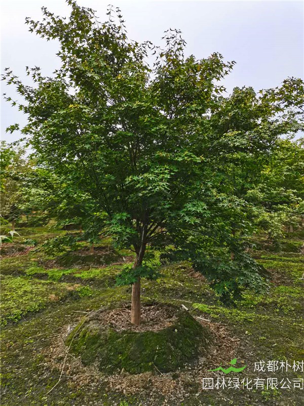 鸡爪槭前景如何？鸡爪槭如何播种？