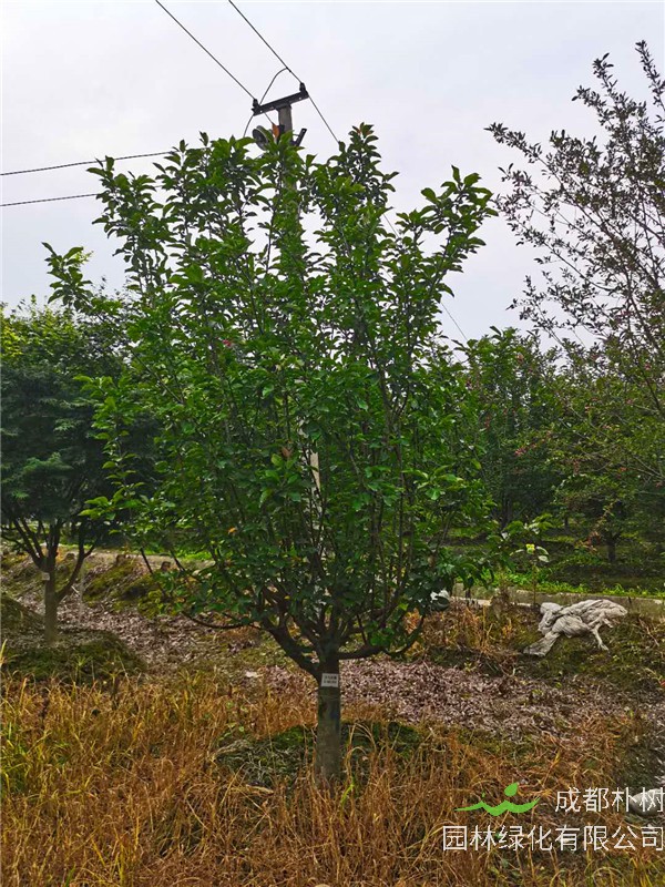 北美海棠如何养护？北美海棠怎么管理？