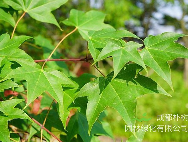 色木槭扦插技术详解