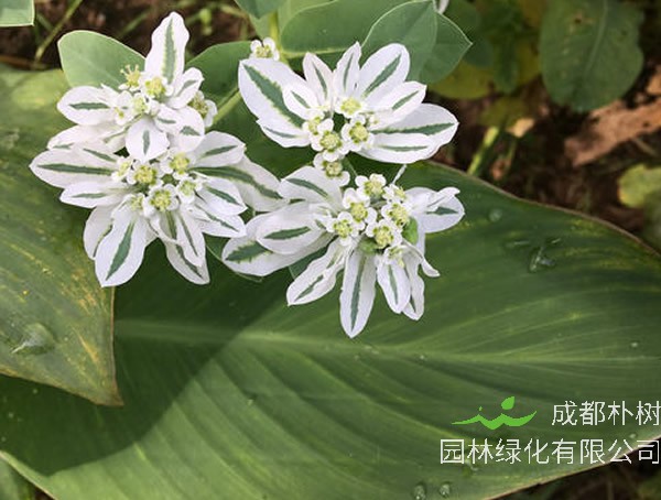 银边翠的功效与作用有哪些？