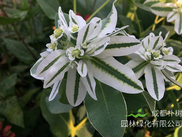 银边翠的种植方法和注意事项有哪些？