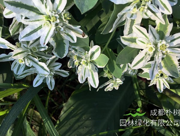 银边翠扦插繁殖方法有哪些？