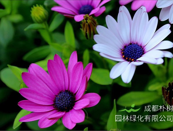 蓝目菊的养殖方法和注意事项有哪些？