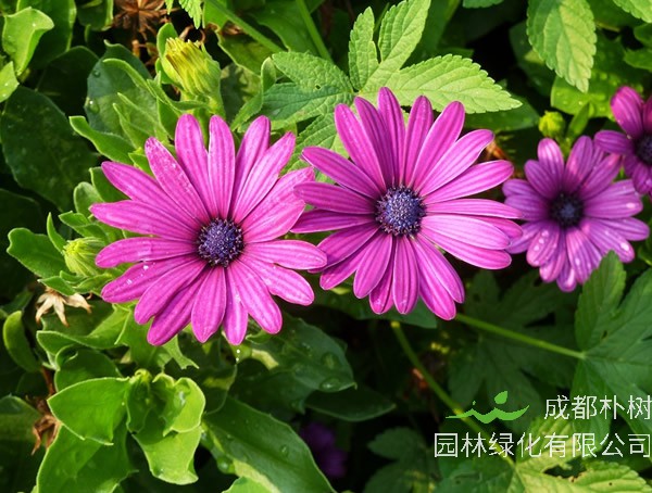 蓝目菊扦插方法与时间需要注意些什么？