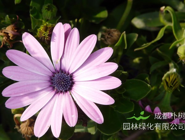蓝目菊为什么不开花？怎么处理？