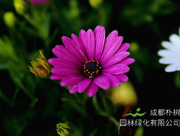 蓝目菊如何修剪多开花？