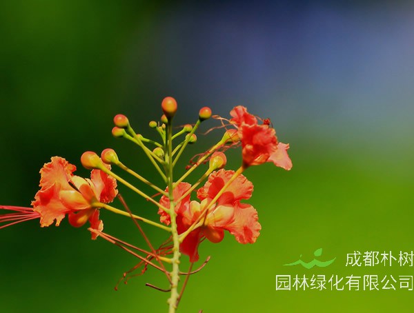 金凤花花语及象征意义分别是什么？