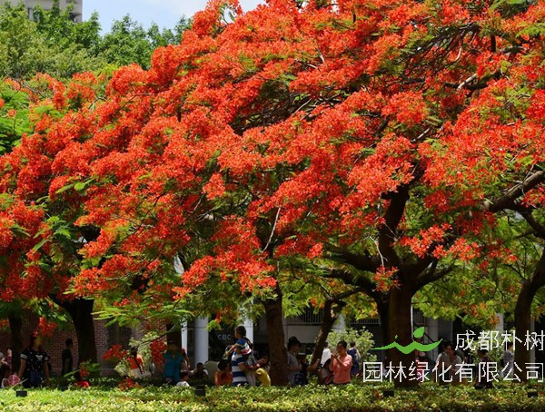 金凤花的功效与作用有哪些？