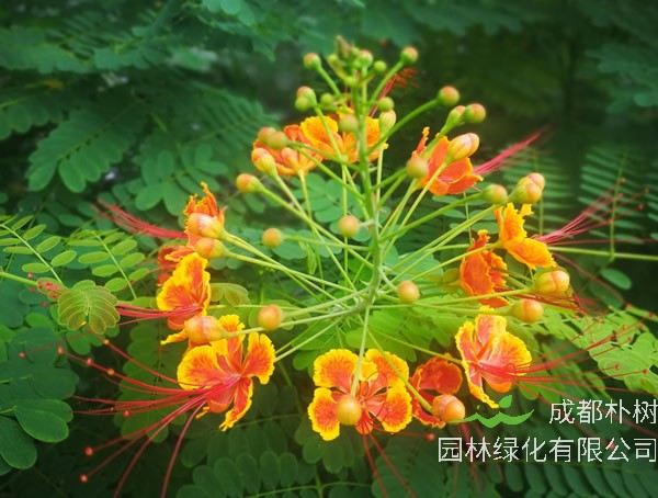 金凤花的养殖方法有哪些？