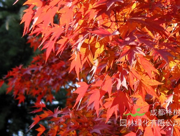 色木槭特征有哪些？