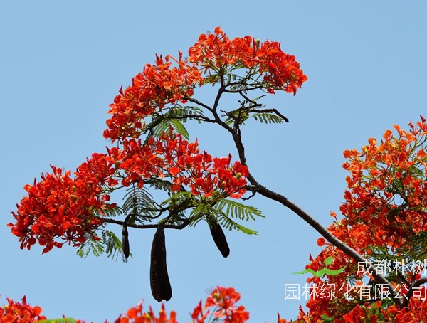 金凤花什么季节开花？花期是几月？