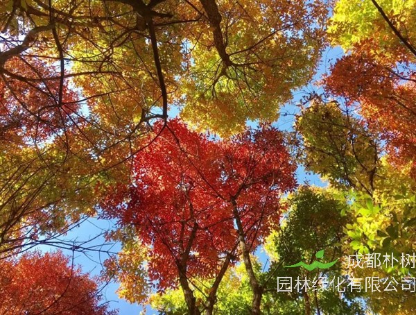 色木槭的寓意是什么？