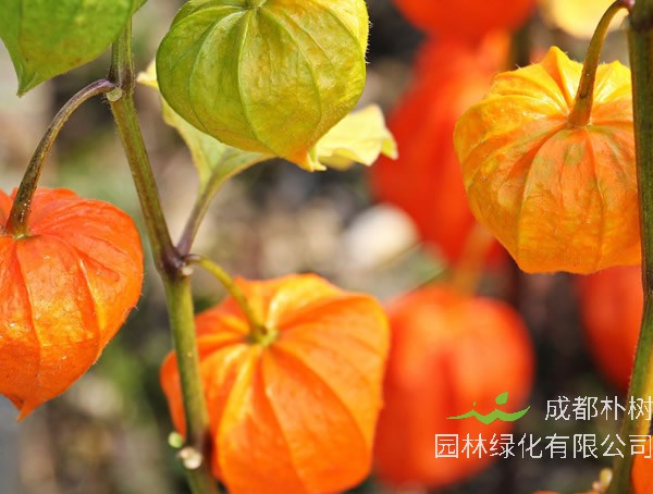 灯笼草的功效与作用有哪些？