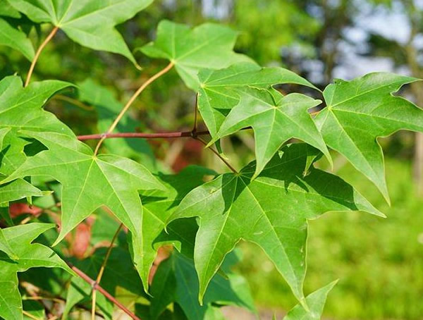 色木槭扦插技术详解