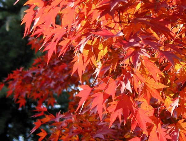 色木槭特征有哪些？