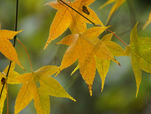 色木槭变色时间是什么时候？