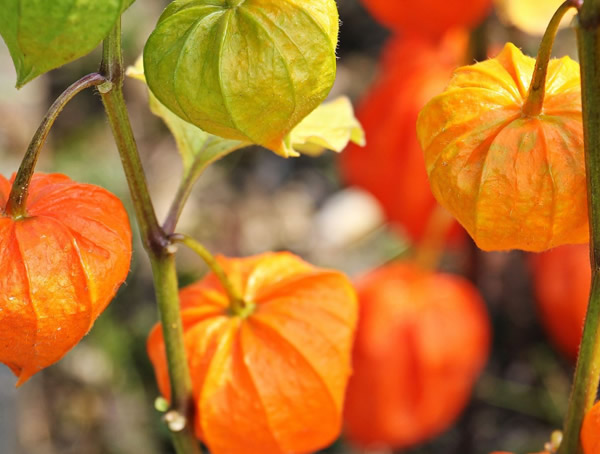 灯笼草的功效与作用有哪些？